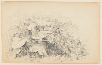 Studie van gras en planten