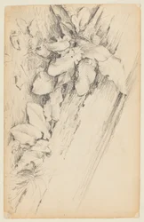 Studie van planten en rotte boomstam, 155th Street