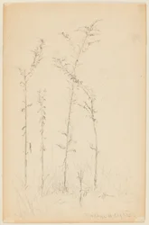 Studie van wilde planten, Fordham Heights