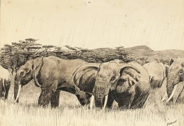 Afrikaanse olifanten (inkt)
