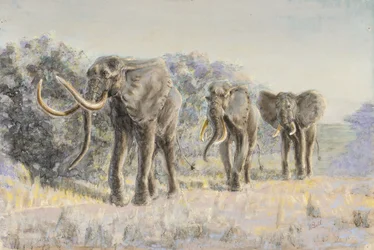Afrikaanse olifanten (pastel)