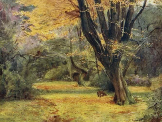 Het New Forest: Maples, nabij Queen
