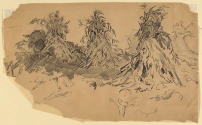 Maïsstengels