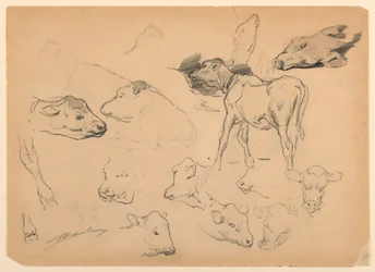 Studies van Vee, Hoofden van Schapen en een Varken