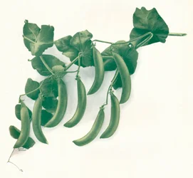 Groene erwten, ca. 1908