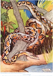 Reuzenpython, illustratie uit 