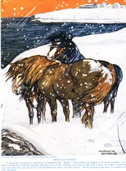 Shetland Pony