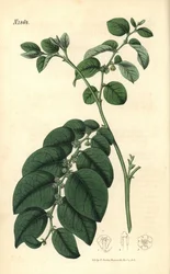 Breynia fruticosa (glanzendbladige phyllanthus, Phyllanthus turbinatus). Handgekleurde botanische gravure door Weddell uit John Sims