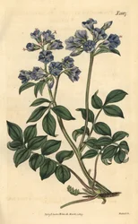 Kruipende polemoine - Kruipende Griekse valeriaan, Polemonium reptans. Handgekleurde botanische gravure door Weddell uit John Sims