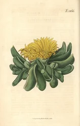 Ficoide - Depressieve tong-vijgenkruid, Mesembryanthemum depressum. Met de hand ingekleurde botanische gravure door Weddell uit John Sims