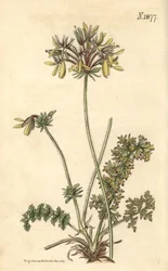Bloemisten Geranium - Gele fumitory-bloemige kraanvogelbek, Pelargonium rapaceum var. luteum. Handgekleurde botanische gravure door Weddell uit John Sims