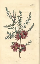 Melaleuca met tijmblaadjes - tijmblaadjesmelaleuca, Melaleuca thymifolia. Handgekleurde botanische gravure door Weddell uit John Sims