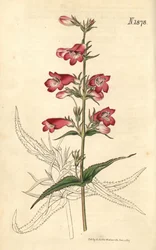 Penstemon campanulatus, bloem