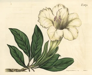 Solander of trompetliaan - Grootbloemige solandra, Solandra grandiflora. Handgekleurde botanische gravure door Weddell uit John Sims