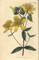 Sint-janskruid - Olympisch sint-janskruid, Hypericum olympicum (Breedbladig Olympisch sint-janskruid, Hypericum olympicum latifolium). Met de hand ingekleurde botanische gravure door Weddell uit John Sims