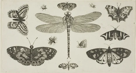 Een libel, lieveheersbeestjes en vlinders, uit Diversae Insectorum...Figurae