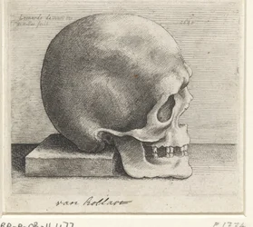 Anatomische studie van een schedel