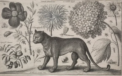 Dieren en Planten: Luipaard met Planten en Insecten, 1662