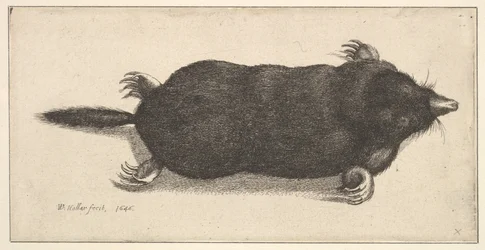 Dode mol