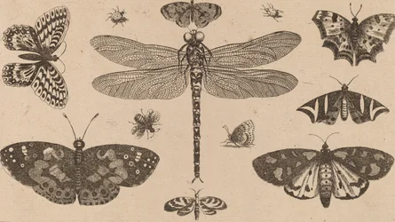 Libelle, Lieveheersbeestjes en Vlinders