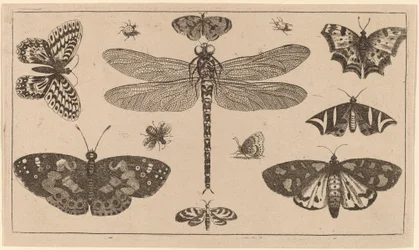 Libelle, Lieveheersbeestjes en Vlinders