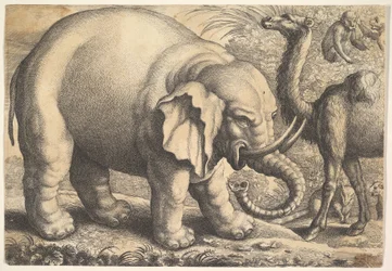 Olifant en kameel, 17e eeuw