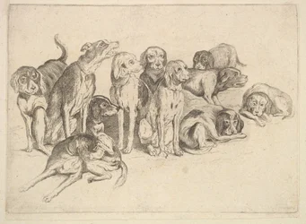 Elf honden