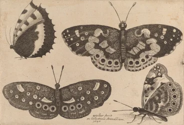 Vier Vlinders, 1646