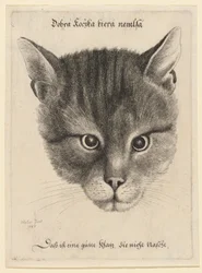Kop van een kat, middelgroot