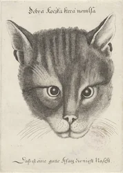 Kop van een kat