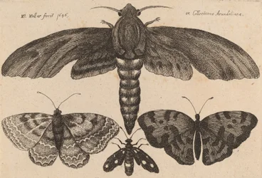 Mot en drie vlinders, 1646