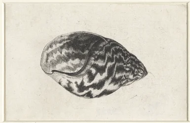 Schelp, achatina achatina. Schelpen (serietitel)