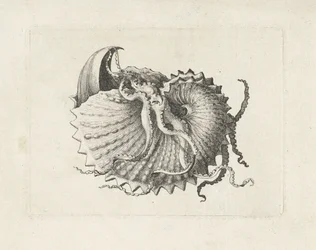 Schelp, argonauta nodosa (Schelpen)