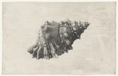 Schelp, bursa rubeta
