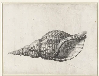 Schelp, charonia tritonis Schelpen (serietitel)