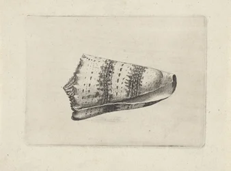 Schelp, conus imperialis Schelpen (series title)