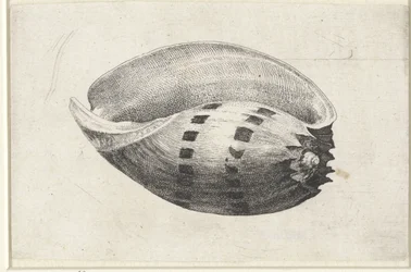 Schelp, melo amphora