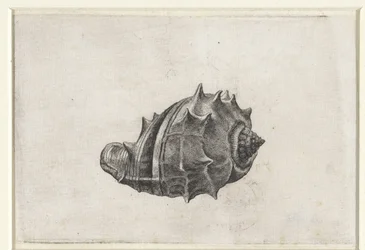 Schelp, melongena melongena (Schelpen)