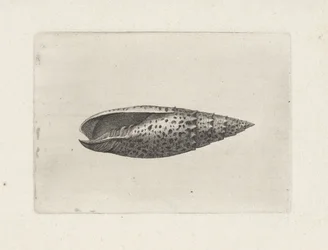 Schelp, mitra papalis Schelpen (series title)