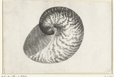 Schelp, nautilus pompilius