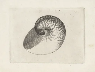 Schelp, nautilus pompilius