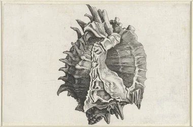 Schelp, phyllonotus erythrostomus