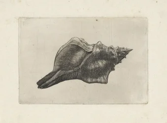 Schelp, pleuroploca trapezium