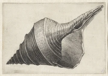 Schelp, syrinx aruanus