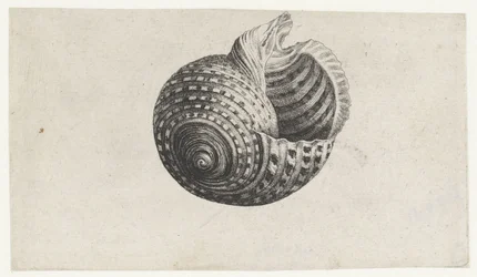 Schelp, tonna dolium