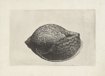 Schelp, tonna perdix