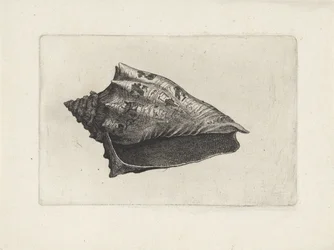 Schelp, voluta ebraea