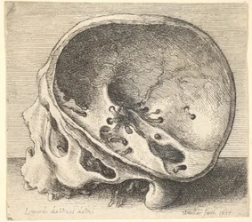 Gesneden schedel in profiel naar links met de linkerzijde van de schedel verwijderd, 1651