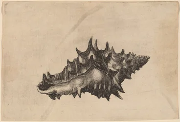Schelpen (Vasum ceramicum)