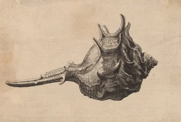 Schelpmurex brandaris, c. 1645